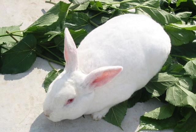 养兔技术｜獭兔的生长规律及5个饲养管理措施
