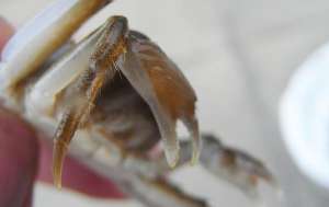 软壳蟹养殖技术(河蟹生态高效养殖关键技术)