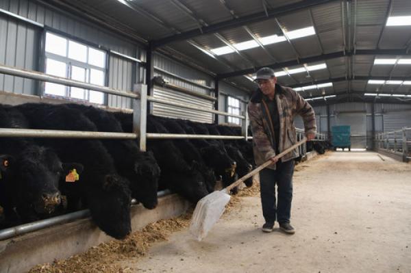 内蒙古乌兰察布：肉牛养殖产业助增收致富