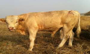夏洛来牛养殖视频(养牛品种研究：夏洛莱牛优缺点详细分析，如何购买？)