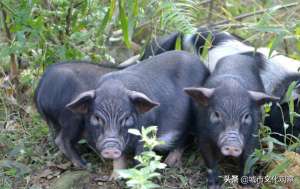 湖北香猪养殖基地(湖北省六大特色养殖项目启动，蚯蚓、藏香猪、鹌鹑等将大规模上市)