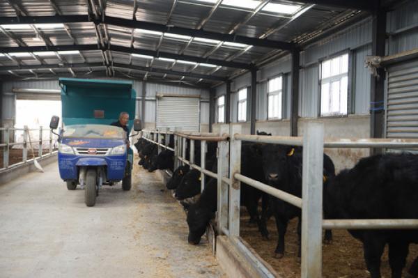 内蒙古乌兰察布：肉牛养殖产业助增收致富