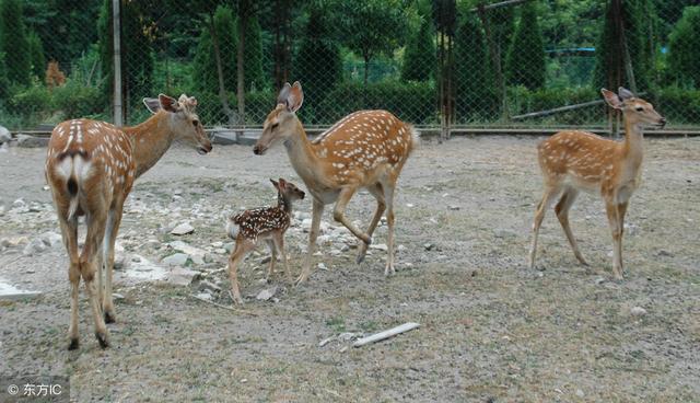 鹿全身是宝，你知道人工喂养小鹿的饲养方法吗？