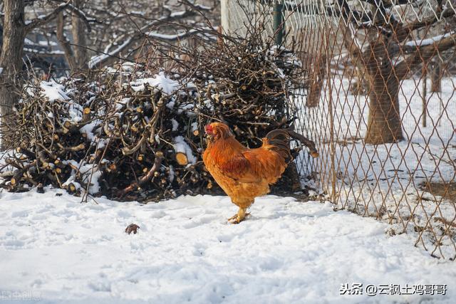 这个冬天是60年不遇寒冬，养鸡的你知道怎么给鸡宝宝做防寒吗？