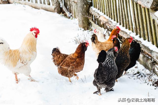 这个冬天是60年不遇寒冬，养鸡的你知道怎么给鸡宝宝做防寒吗？
