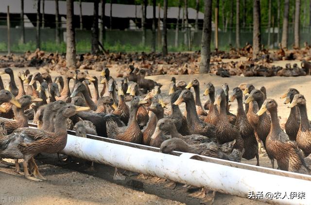 养殖的“合同陷阱”，合作养殖了6000多只鸭子，耗时耗力零利润
