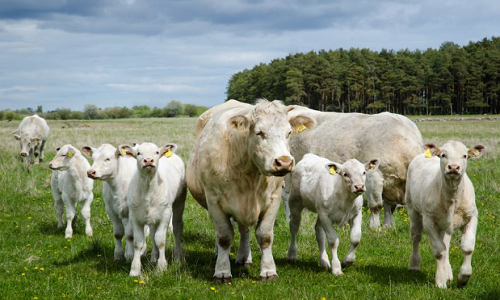 养牛品种研究：夏洛莱牛优缺点详细分析，如何购买？