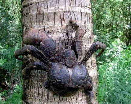 这种螃蟹不仅肉质鲜美还善于爬树，却是面临绝迹的濒危动物