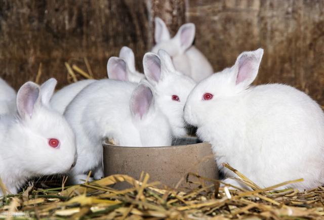 兔子吃什么长得快，饲料搭配合理，饮食有规律