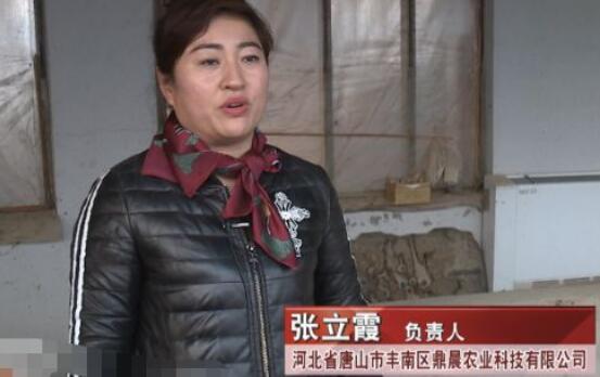 河北唐山大姐回乡养猪，一年收入700万，带领一百多户农民致富