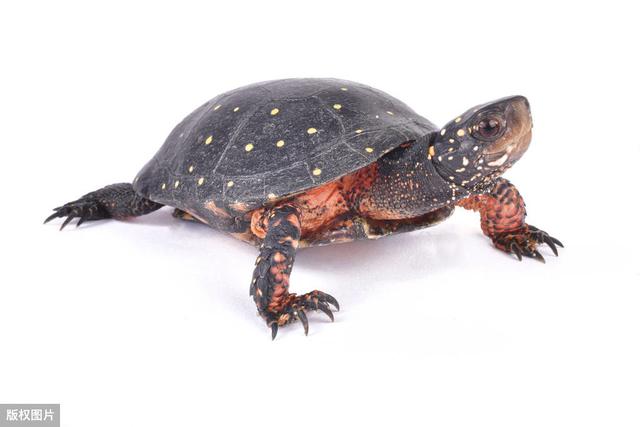 星点水龟怎么养？龟友们的新选择，把满身星星的精灵养在缸里
