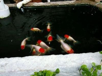 饲养蓝寿金鱼，为什么要选择低水位，在投喂上需要注意什么问题？