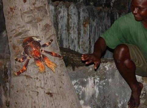 这种螃蟹不仅肉质鲜美还善于爬树，却是面临绝迹的濒危动物