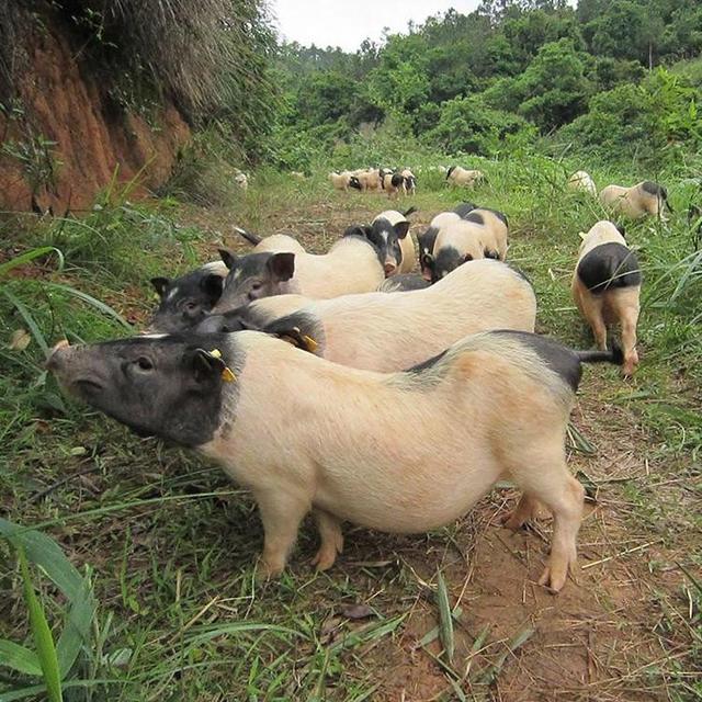 河北唐山大姐回乡养猪，一年收入700万，带领一百多户农民致富