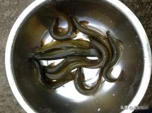湖北公安县泥鳅养殖(泥鳅是我国重要的淡水鱼之一，但养殖规模加大，病害也愈频繁)