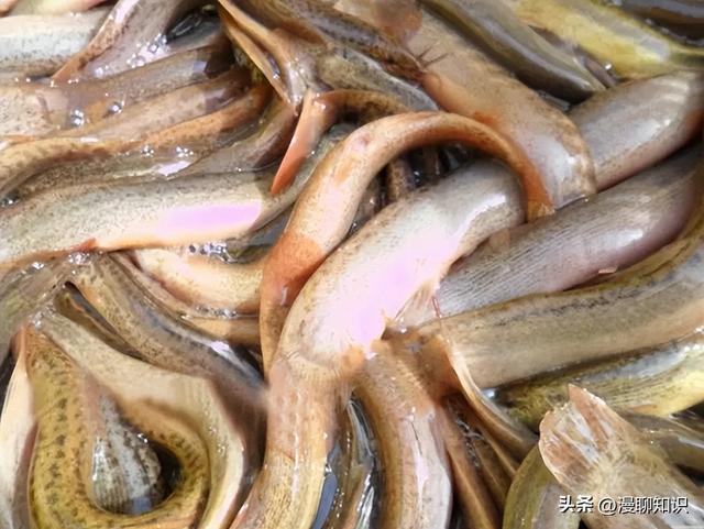 泥鳅是我国重要的淡水鱼之一，但养殖规模加大，病害也愈频繁