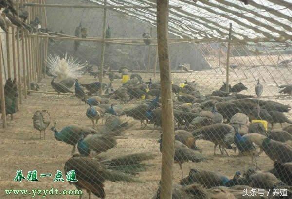 蓝孔雀养殖雀舍与设备，孔雀养殖创业起步指南