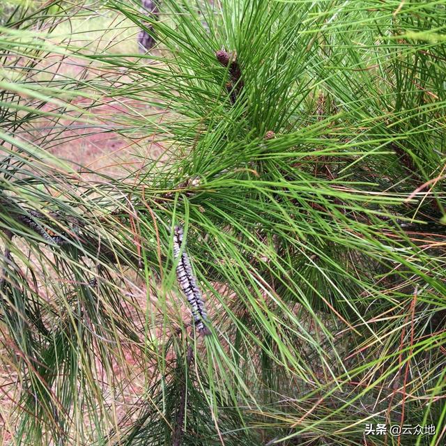 松树林松毛虫扎推，松针大量被蚕食，如何科学防治松毛虫？