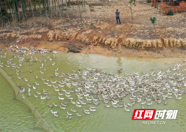 道县：农民返乡创业 养殖蛋鸭助增收