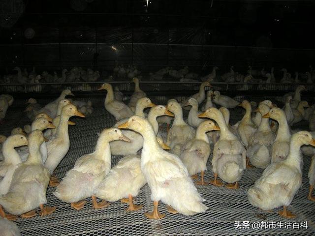 鸭子养殖的前景及市场价格分析