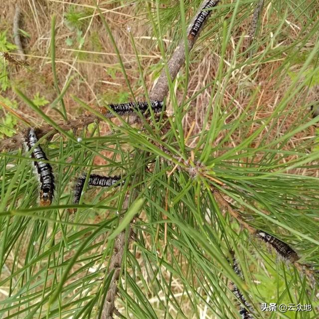松树林松毛虫扎推，松针大量被蚕食，如何科学防治松毛虫？