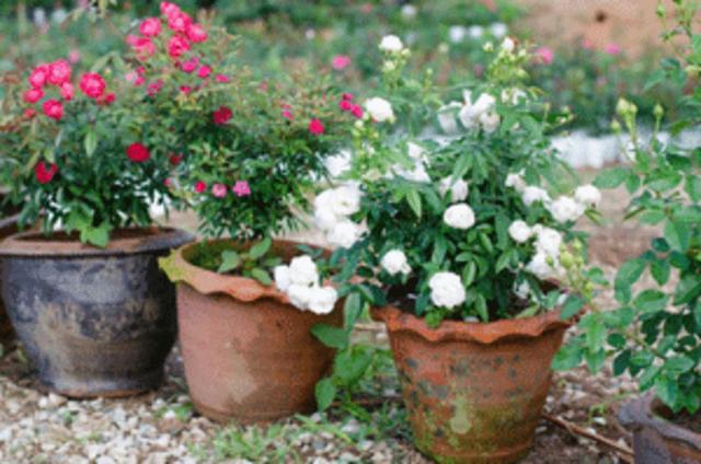 花盆里养护月季花的通用指南，做好这几点就能保证花开不断