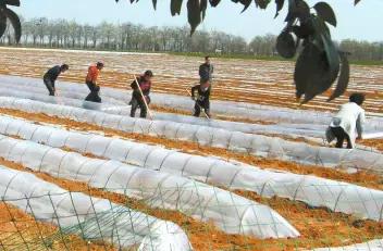 西瓜高产栽培技术，建议种植户收藏