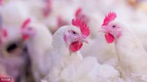 肉鸡养殖工作(肉鸡养殖，做好这四点管理细节，可以降低鸡群发病率)