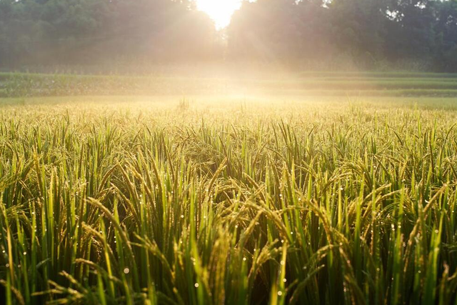 【农业种植】水稻成熟要经历几个时期？