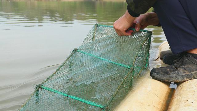 小伙子放了30米地笼，起上了各种河鲜，河虾虎虾鱼河豚啥都有