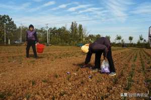 安徽藏红花种植(农村大姐收获藏红花，冬季生长不怕冻，花可观赏，花丝是名贵药材)