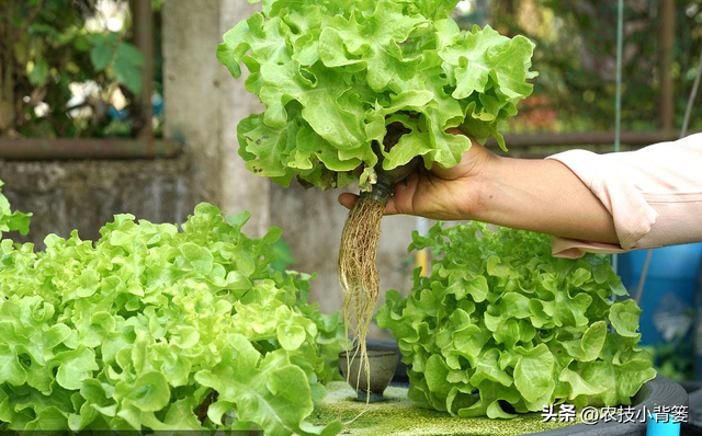 蔬菜水培并不难，掌握种植技巧很简单：如何才能种好水培蔬菜？