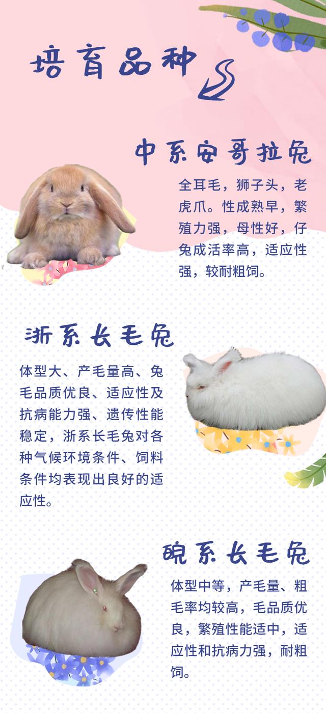智惠农民丨科学养兔好致富！这些养殖兔你认识几种？