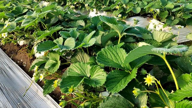 种植草莓新方法，农户使用种植袋种植，成本低长势好