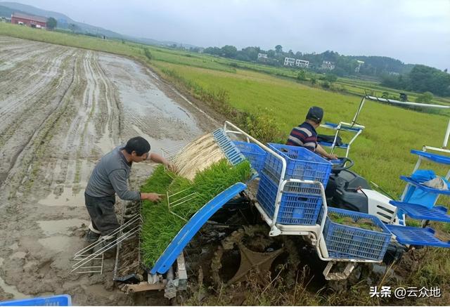 水稻机械化种植，机抛秧、机插秧更看好哪一种新模式？