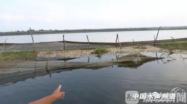洪泽湖3万多亩螃蟹惨遭毒死，阳澄湖、太湖强势禁养，今年蟹价要应声大涨？