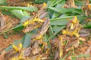 养殖蚂蚱成本及利润(蝗虫的人工养殖前景如何？效益高不高？（附最新蝗虫价格）)