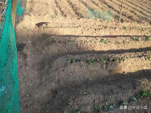红薯藤 种植(为什么扦插红薯要埋叶、埋多少合适？关乎红薯藤扎根成活，要了解)