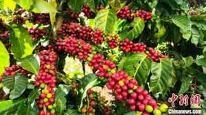 咖啡种植 上市公司(孟连咖啡精品率达56%居云南第一  为乡村振兴注入新动能)