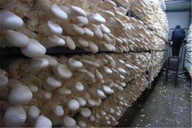 白灵菇栽培技术，栽培小技术，及科学管理，记住这些提高产量