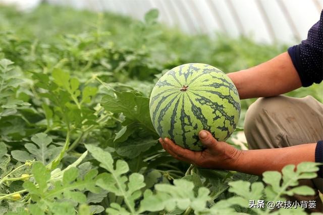 西瓜有哪些种植管理技巧？怎样才能种出高产优质的好西瓜？