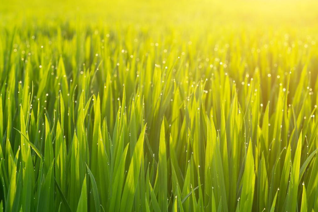 【农业种植】水稻成熟要经历几个时期？