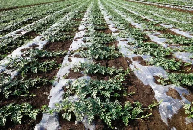 西瓜高产栽培技术，建议种植户收藏