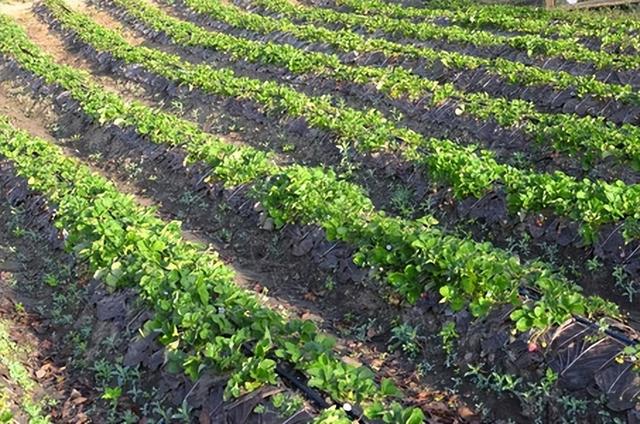 现代种植技术研究：前沿草莓丰产栽培技术