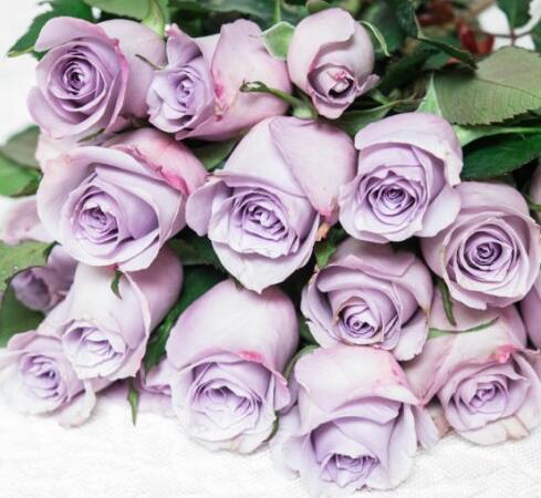 云南鲜花图鉴：一文学会分辨云南种植量前20位的玫瑰鲜花