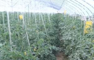 夏季大棚番茄种植技术(番茄病毒病不能忽视，夏季减产严重，农户要做好3点)
