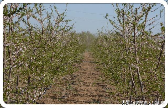 图说桃标准化栽培，如何选择园地、品种是关键，你了解吗