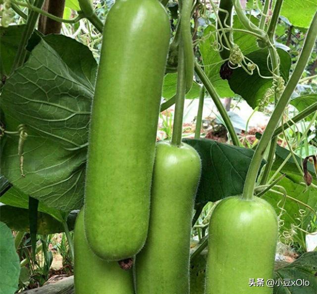 新型蔬菜瓢瓜新品种，菜农种植每亩净赚八千元，不错的一种蔬菜