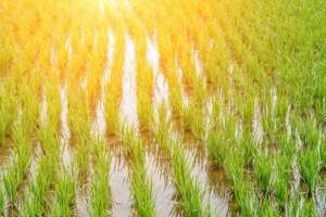 水稻种植阶段(【农业种植】水稻成熟要经历几个时期？)