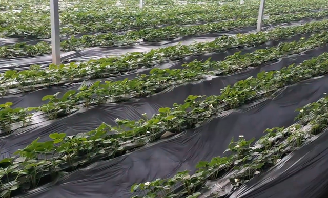 种植草莓新方法，农户使用种植袋种植，成本低长势好